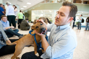 Students play with puppies at the Law School's Puppy Day in Robert A. Levy Atrium in Hazel Hall at George Mason University's Arlington Campus. The event, part of de-stress week, is hosted by A Forever-Home Rescue Foundation and Homeward Trails, two non-profit animal rescue groups.