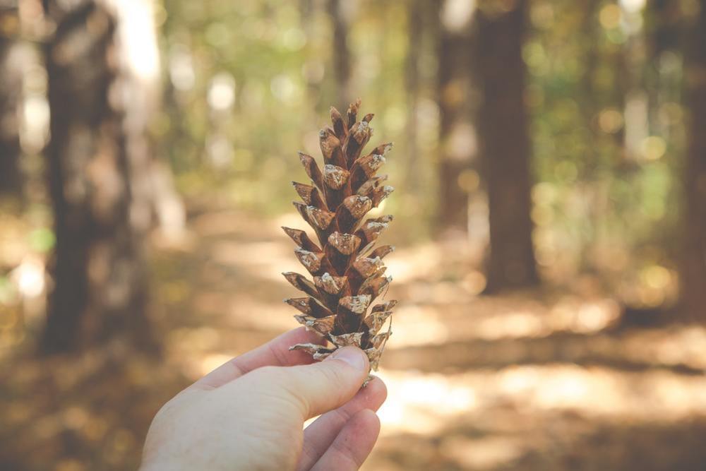 purpose pinecone